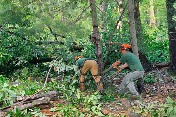 The Steps Involved in Our Tree Care Process in Preston, ID